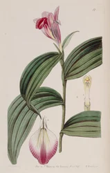 Sobralia decora
